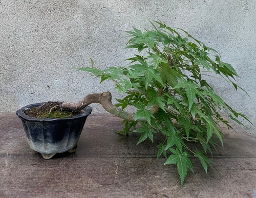 Bonsai acero palmato - bonsai,