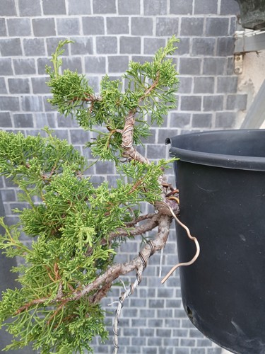 Pre bonsai ginepro - ,ginepro, itoigawa